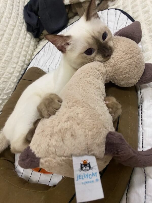 Image #1 from Julie Brown