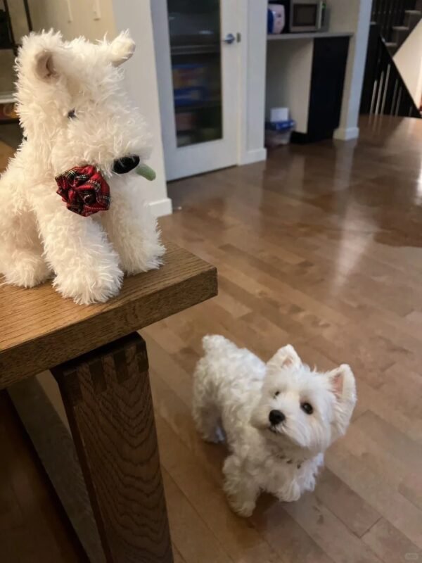 Image #1 from Julia Morris