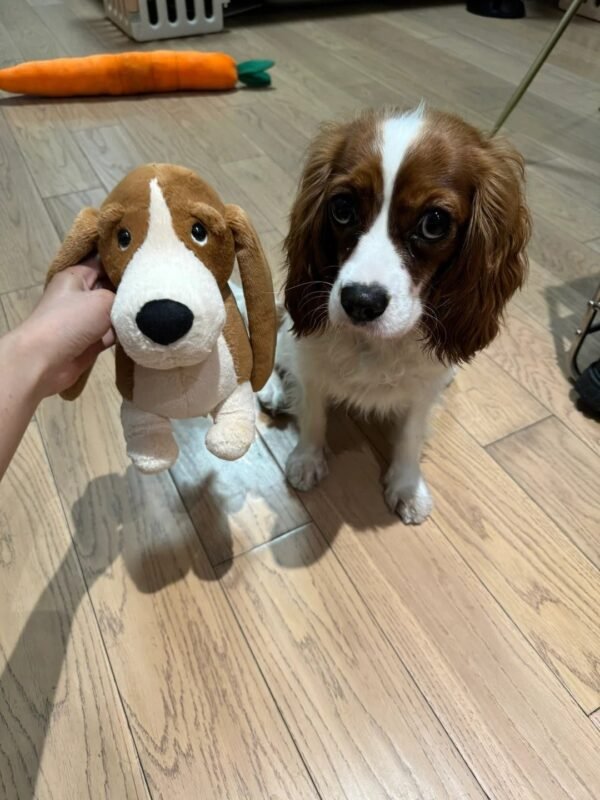 Image #1 from Catherine Wright